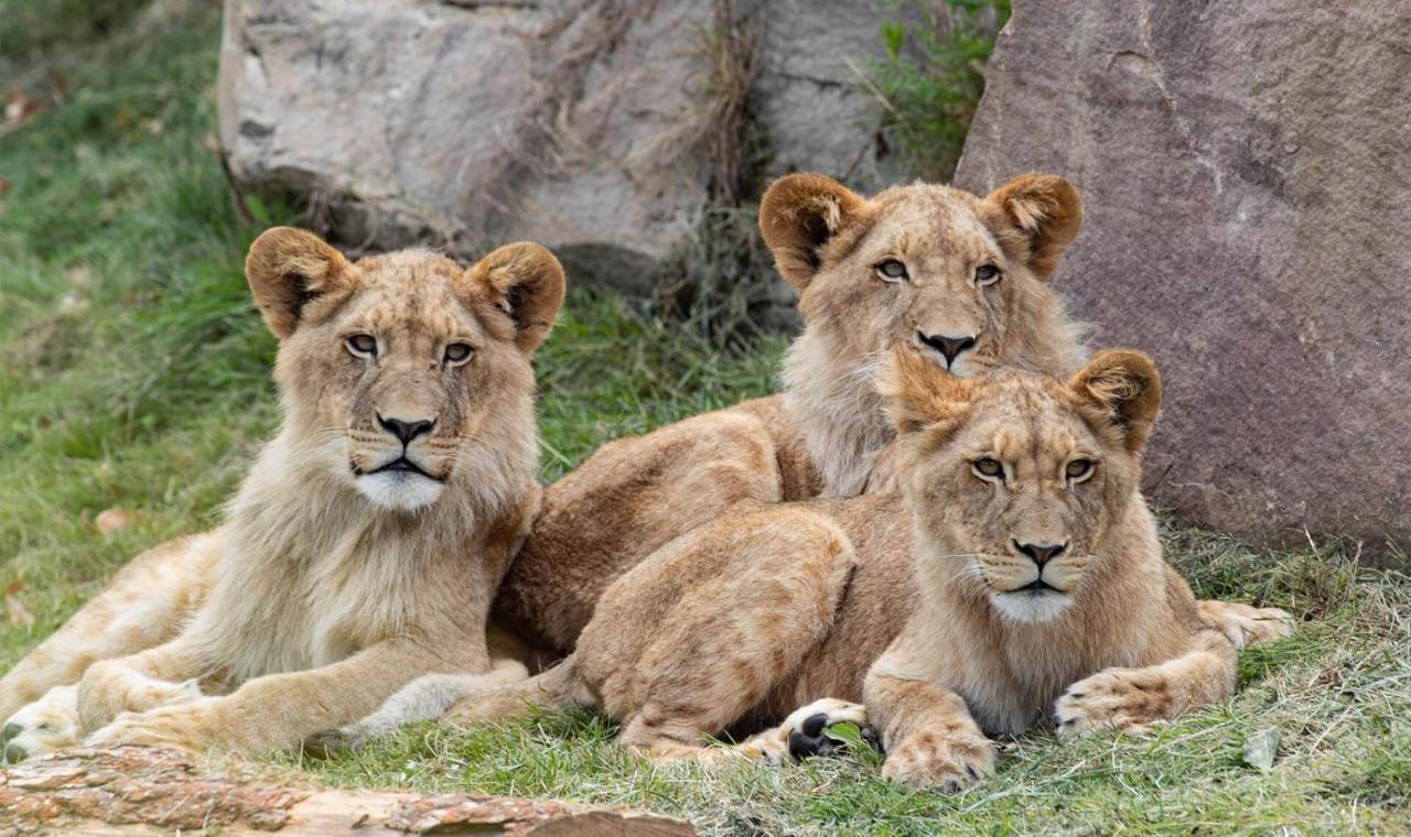 Le Chant Des Oiseaux, 3Km Du Zoo De Beauval, Parking Gratuit ,Wifi Et Netflix Gratuits Сен-Анян Екстериор снимка